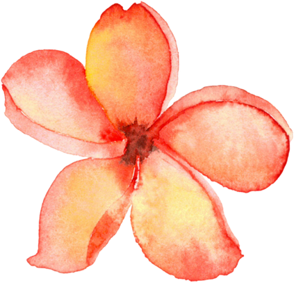 Plumeria Fragipani Watercolour Flower