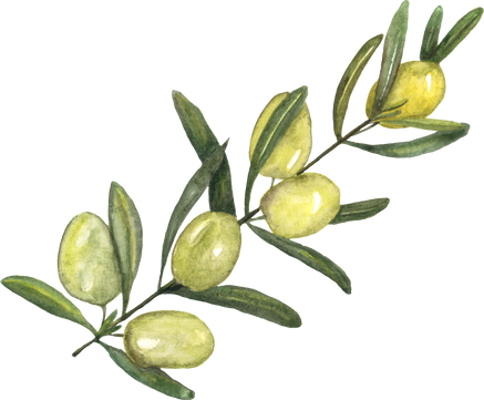 Olives with Green Leaves in Watercolor Illustration