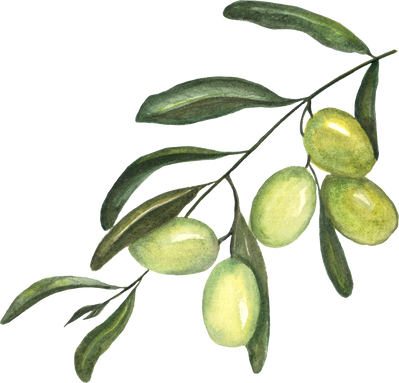 Watercolor Green Olives