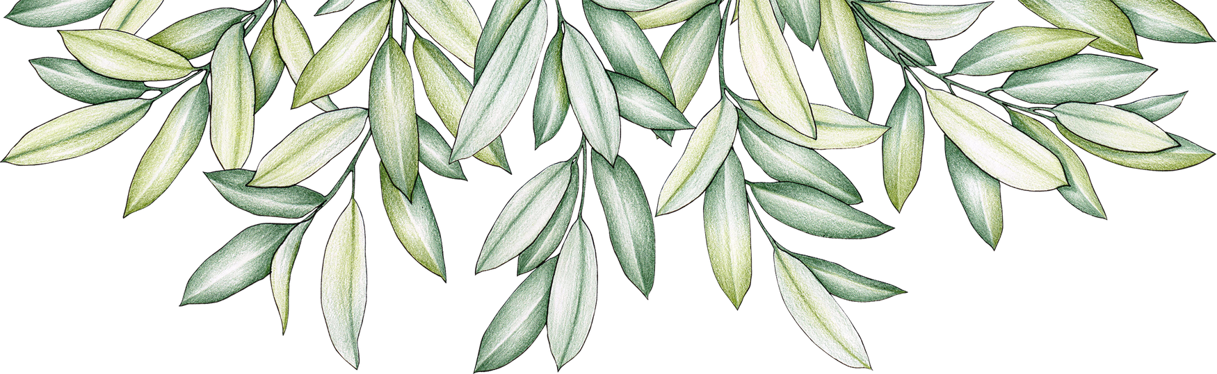 Olive Branches Illustration 